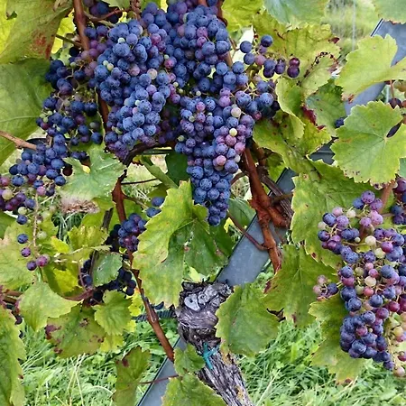 Tauscher * Sankt Martin